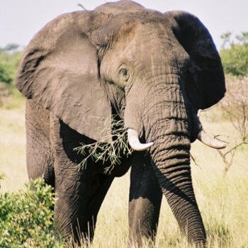L'  ELEPHANT   D' AFRIQUE